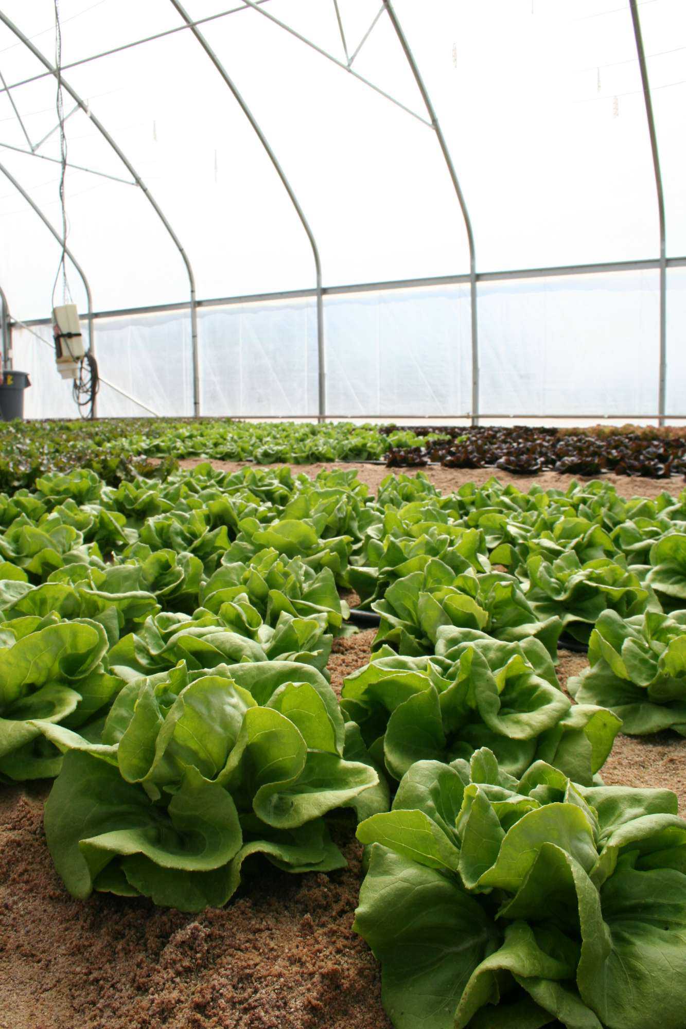Wisconsin Company Donates Lettuce In Celebration of National Farm To School Month