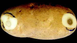 Physical Damage To Potatoes During Harvest Leads To Lost Profits