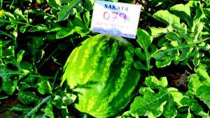 The Latest Watermelon Varieties From Sakata Seed