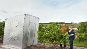 Scientists Turn Up The Heat On HLB