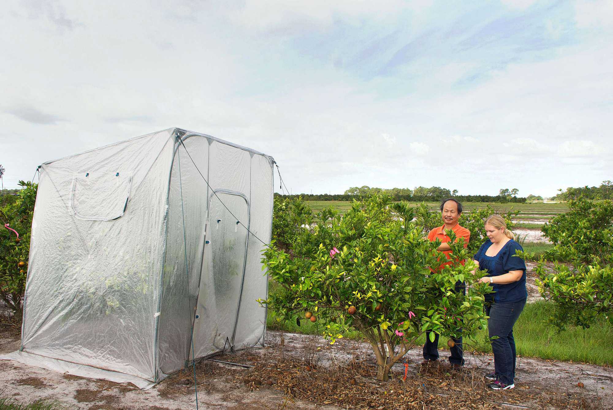 Scientists Turn Up The Heat On HLB