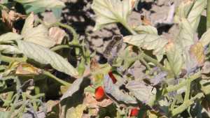 Virus Slams California Tomatoes