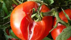 Snuff Out Sour Rot Of Tomato