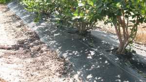 Advantages to Growing Southern Highbush Blueberries