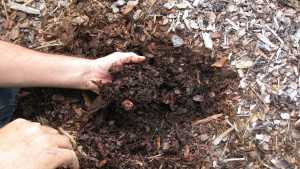 How Soil pH Influences Grapes