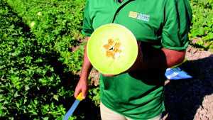 Highlights From Harris Moran’s Melon Field Day