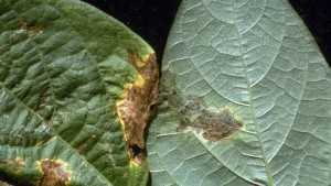 Managing Blight In Beans