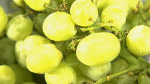 Workers At One Of Nation’s Largest Fruit Farms Win Right To Vote On Union