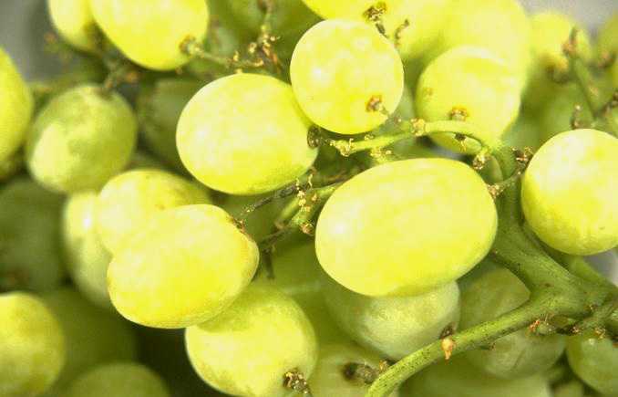 Growers Produce Record California Table Grape Crop In 2013