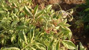Manage Zebra Chip In Potatoes