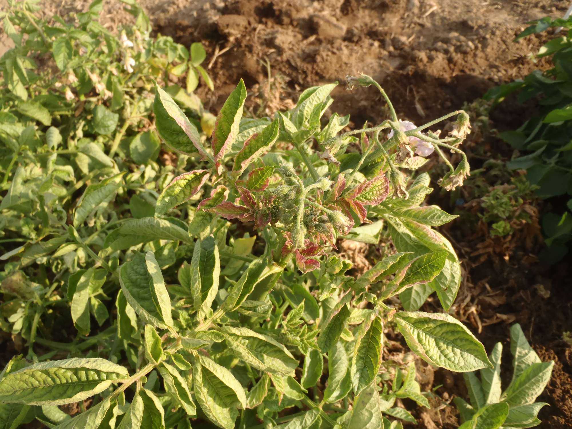 Zebra Chip Manage Zebra Chip In Potatoes - Growing Produce