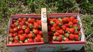 USDA Launches First-Ever Local Foods Survey