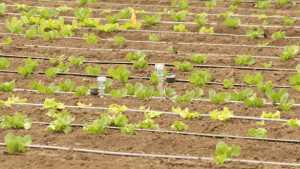 Irrigation Management For More Efficient Water Use