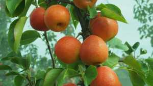 New Pear Variety Resembles An Apple