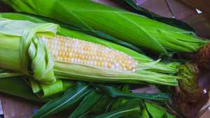 New Corn And Onion Varieties From Crookham Co.