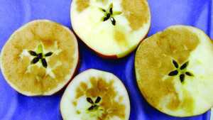 Postharvest  Considerations  For Honeycrisp
