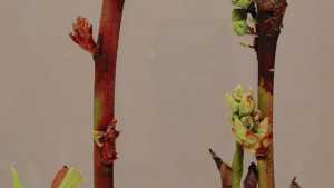 Timely Blueberry Disease Control