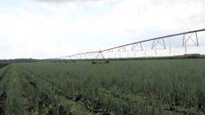 Loan Forgiveness Program For Young Growers