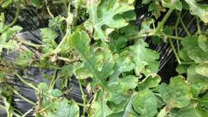Scientists Seek Cure For New Watermelon Pathogen
