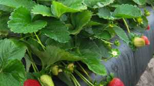 Florida Strawberry Breeding Program Puts Priority On Flavor