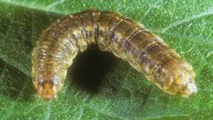Look Sharp For Granulate Cutworms
