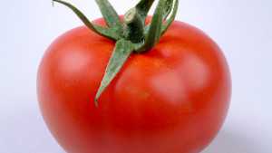 Hazera Genetics Introduces High Brix Gourmet Tomato