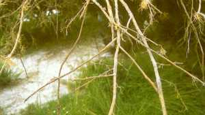 Be Alert To Flood Damage Potential In Peach Crops