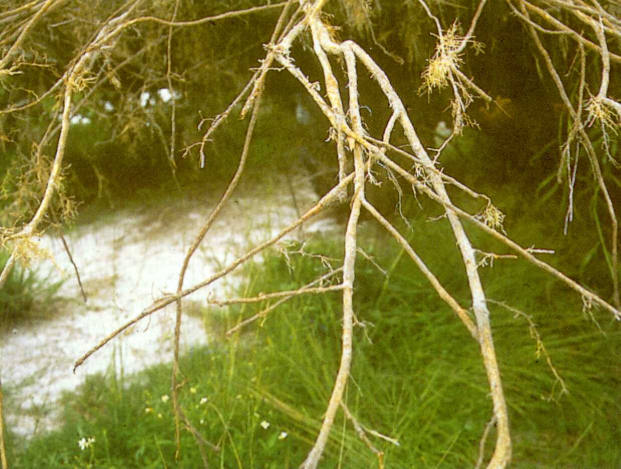 Be Alert To Flood Damage Potential In Peach Crops