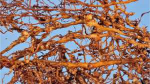 Figure On Fighting Nematodes In Planted Peaches