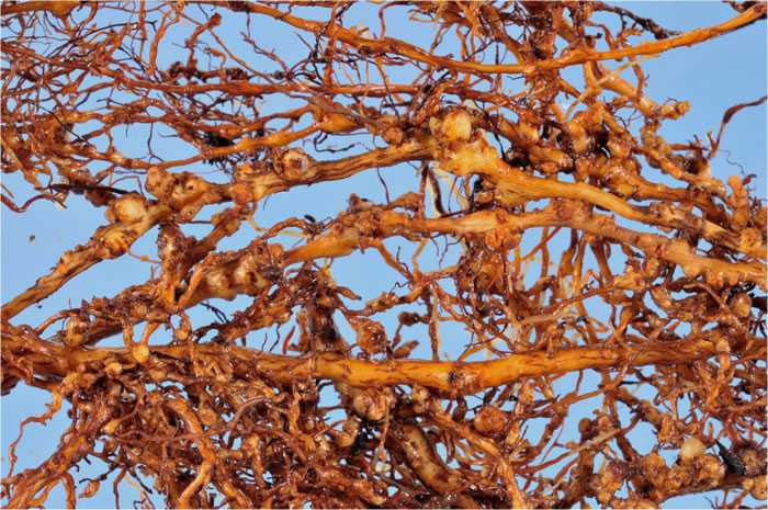 Figure On Fighting Nematodes In Planted Peaches