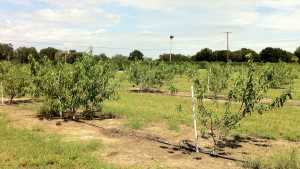 5 Pointers To Pump Up Your Peach Production