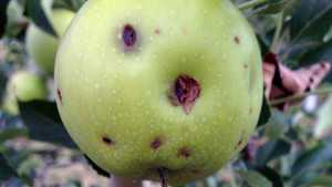 Apple Tree Insurance Program Being Developed