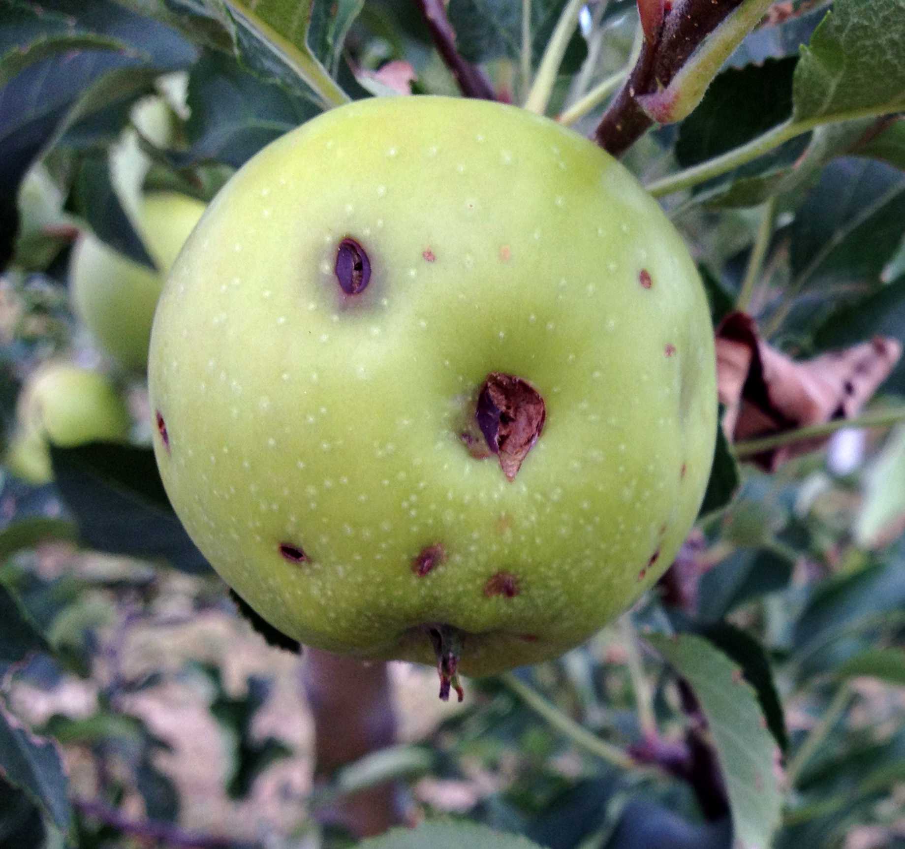 USDA Offers Crop Disaster Assistance For Fruit And Vegetable Growers