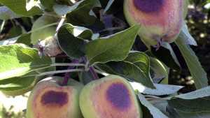 Washington State University Researchers See How Plants Optimize Repair Of Sun Damage