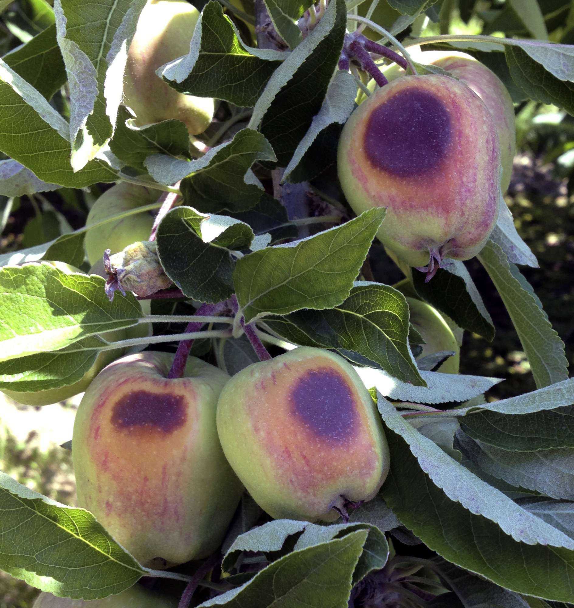 Washington State University Researchers See How Plants Optimize Repair Of Sun Damage