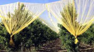 Protecting Your Long-Term Investment In The Orchard