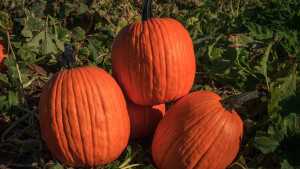 New Pumpkin Varieties from Outstanding Seed Co., LLC.