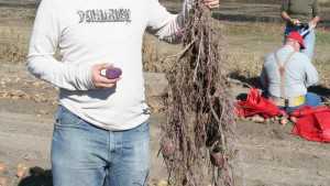 National Potato Council Awards $10,000 Grant to Grad Student