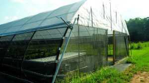 Pest Control For High Tunnels