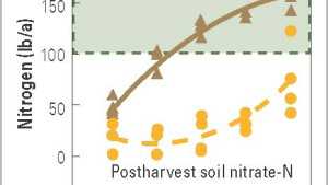 Determine Nitrogen Levels In Sweet Corn With Presidedress Nitrate Test