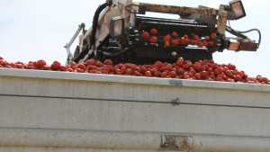 Processing Tomatoes Are The Number One Crop For Top 100 Grower Terranova Ranch