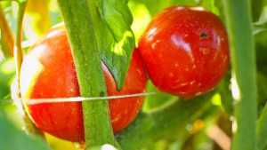 Lipman Launches New Round Tomato With High Brix And Lycopene Levels
