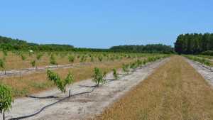 Pointers On Growing Peaches In Florida