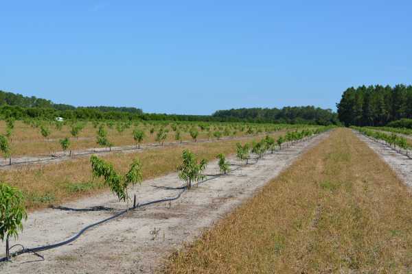 Pointers On Growing Peaches In Florida