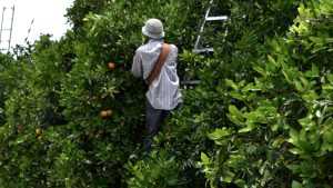 Farm Labor, Mentoring Top Priorities For Citrus Achievement Award Winner
