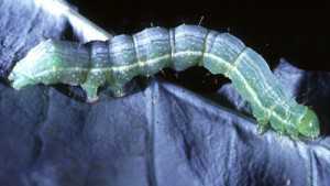 Stop Cabbage Loopers From Worming Their Way Into Your Crops