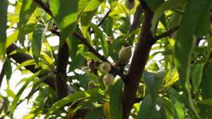 Thinning Florida Peaches For Larger Fruit