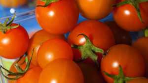 AgriCoat Introduces Organic Seed Treatment To Suppress Fungal Root Decay