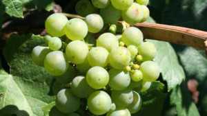 Q & A: New Extension Farm Advisors In California Grape Country
