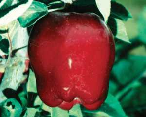 Adams Apple Red Delicious (Burchinal cltv.)